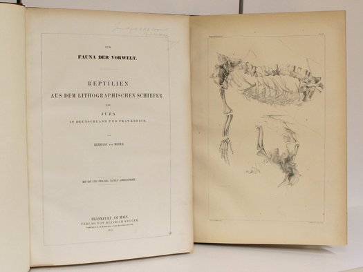 Aufgeschlagenes, historisches Buch "zur Fauna der Vorwelt"