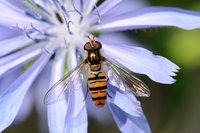 Schwebfliege auf violetter Blüte