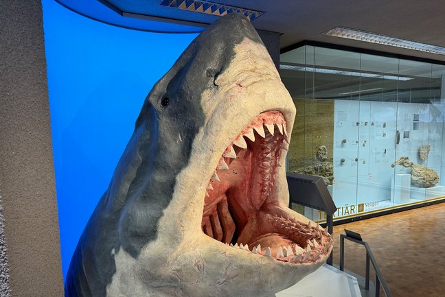 Modell des Hais Megalodon
