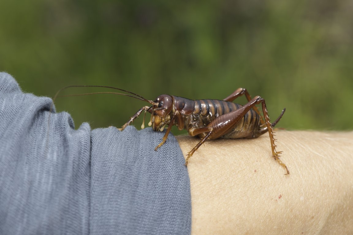 Libanasidus vittatus