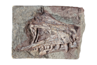 Fossiler Schädel eines Sauriers (Saltoposuchus) im Gestein.