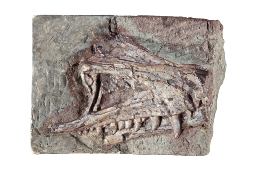Fossil skull of Saltoposuchus