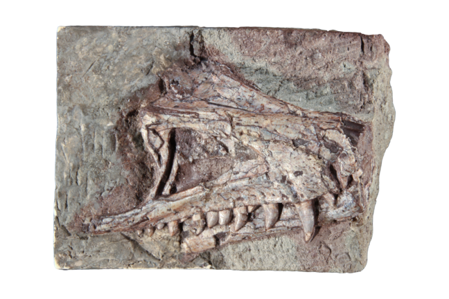 Fossiler Schädel eines Sauriers (Saltoposuchus) im Gestein.