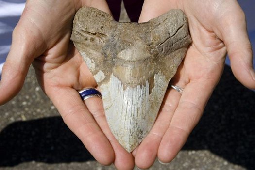 Zahn von Riesenhai Megalodon