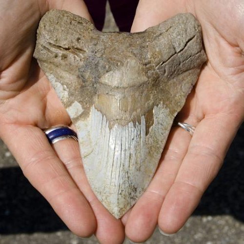 Zahn von Riesenhai Megalodon