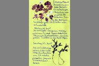 Naturtagebuch über Waldsauerklee und Wiesen-Schaumkraut