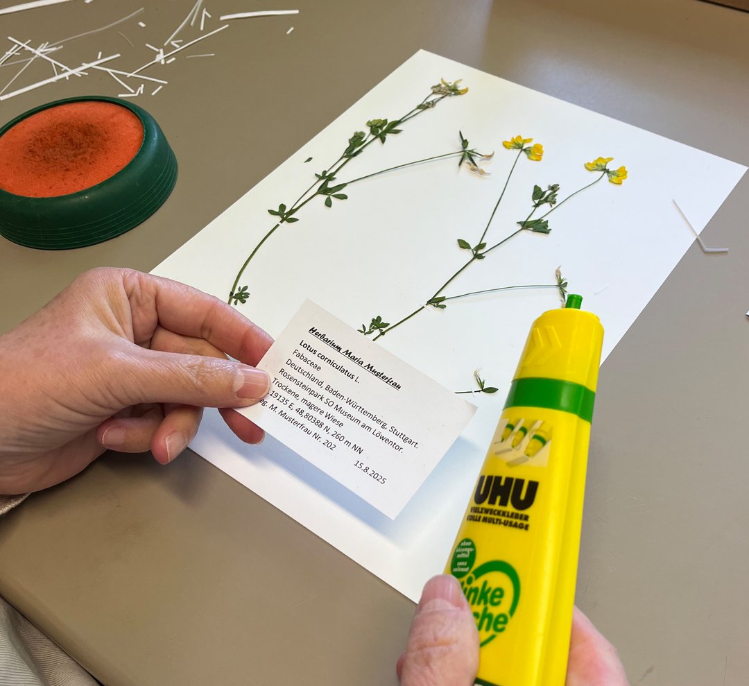 Auf einem weißen Blatt papier liegt eine Pflanze. Ein Etikett mit Funddaten wird mit Hilfe von flüssigem Klebstoff neben der Pflanze aufgeklebt.