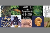 verschiedene Lebewesen und Fossilien