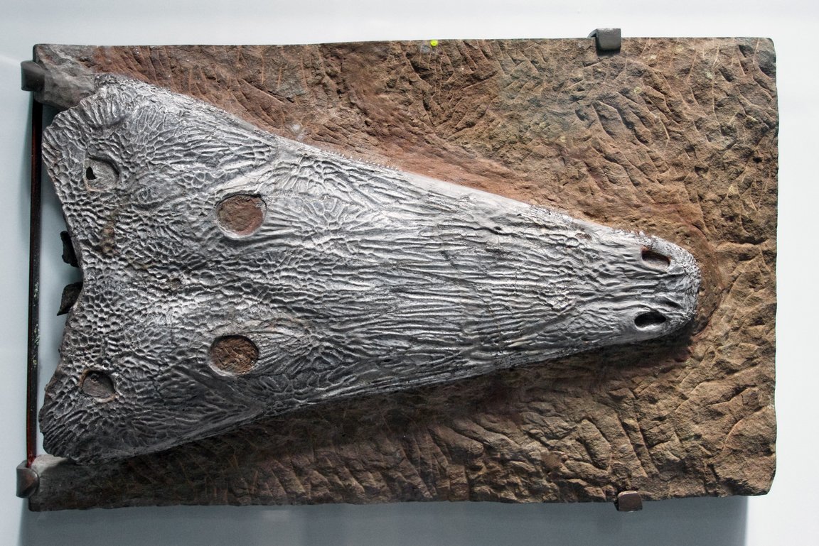 fossiler Schädel Amphib Eocyclothosaurus Buntsandstein