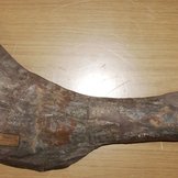 Fossiler Oberarmknochen eines Gresslyosaurus
