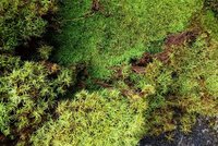 Dichter Moosbewuchs