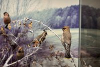 Präparate von heimischen Vögeln im Winter im Schloss Rosenstein