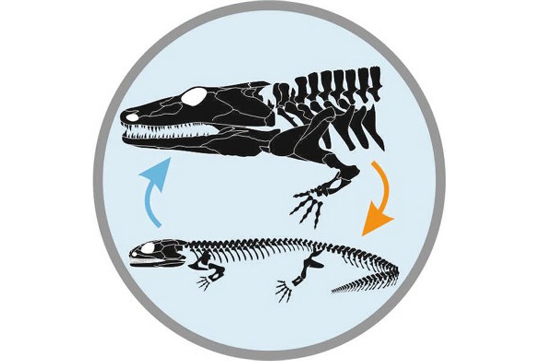 Logo Forschungsgruppe Paläontologie temnospondylen Amphibien