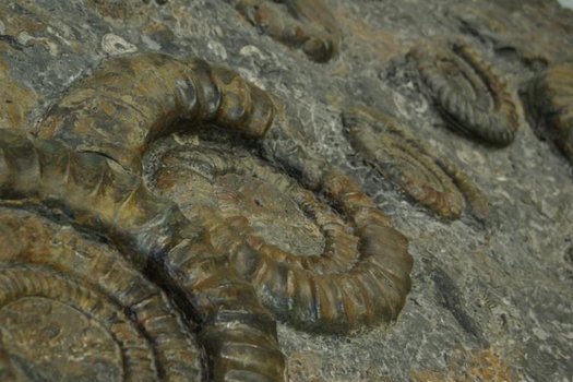 Nahaufnahme Ammoniten