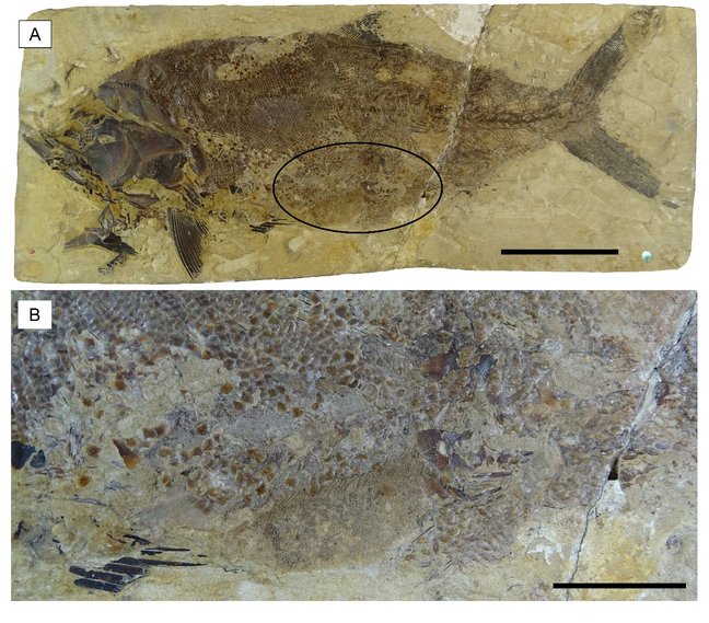 Fossiler Fisch und Nahaufnahme seines Mageninhalts