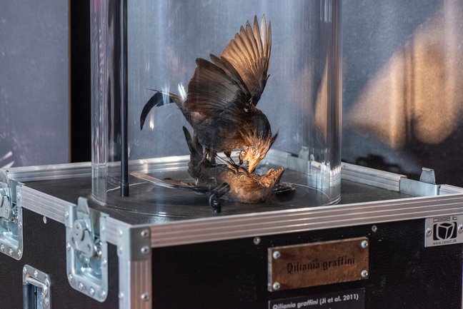 Modell zweier kämpfender vogelähnlicher Raubsaurier der Art Qiliania graffini