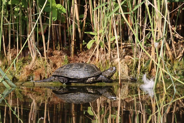 Sumpfschildkröte am Teichufer