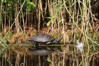 Sumpfschildkröte am Teichufer