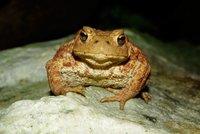 Ansicht einer Erdkröte von vorne