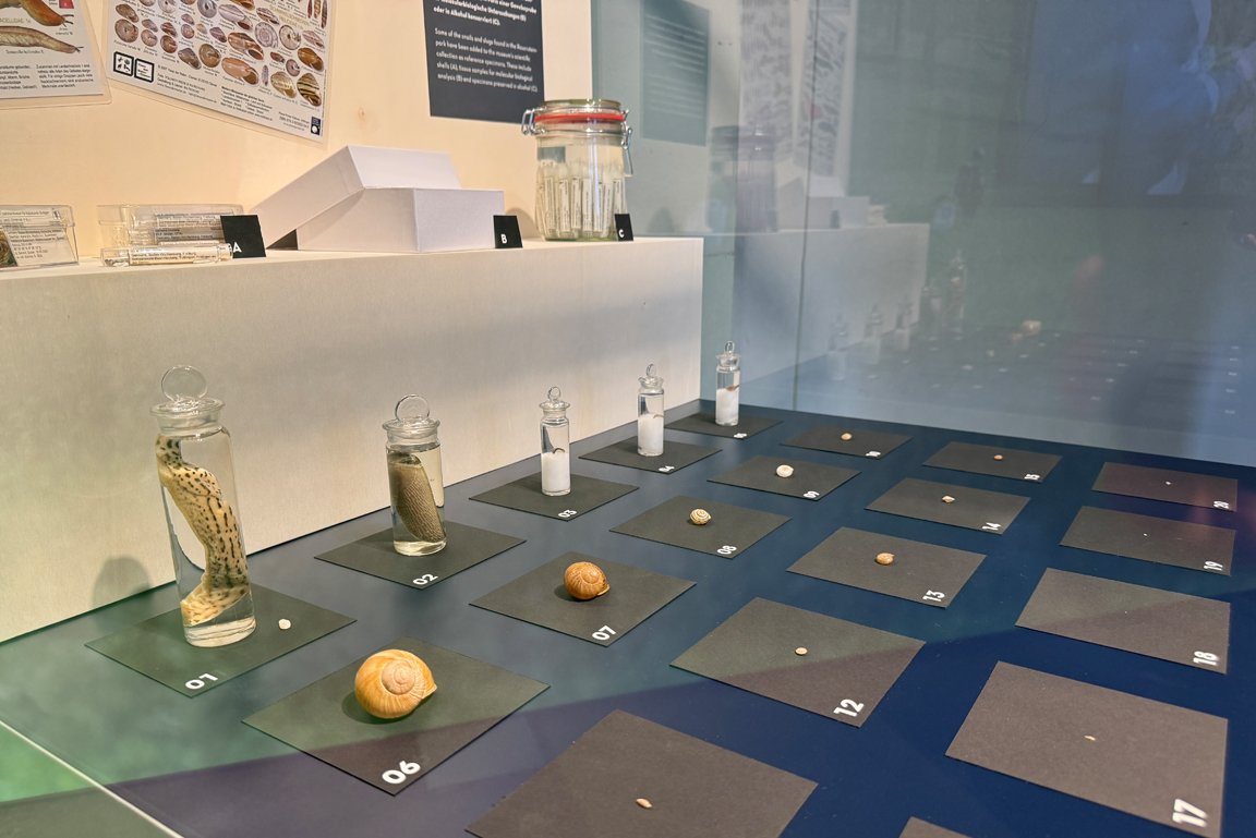 Vitrine mit verschiedenen Schnecken