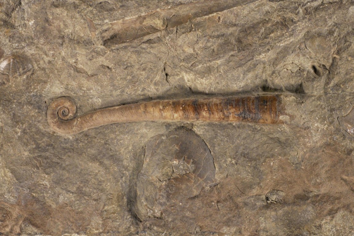 Fossil Lituites Erdaltertum