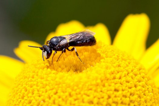 Wildbiene auf einer gelben Blüte.