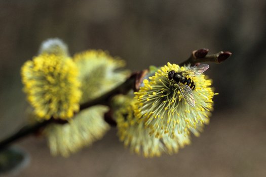 Eine Schwebfliege auf einer gelben Blüte.