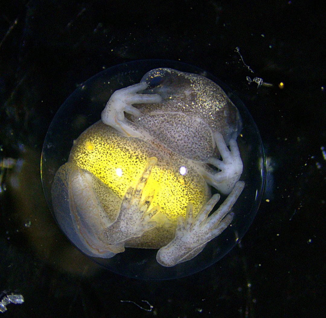Froschembryo