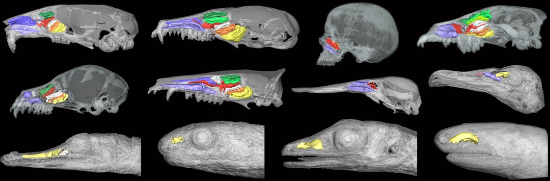 CT-Aufnahmen verschiedener Tierschädel