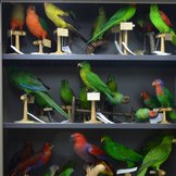 Drei offene Metallschränke gefüllt mir zahlreichen Präparaten exotischer Vögel