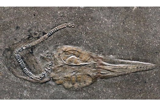 Fossil eines Fischsaurier-Embryos.
