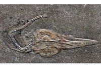 Fossil eines Fischsaurier-Embryos.