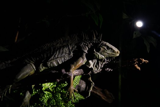 Taschenlampe leuchtet Leguan-Präparat an