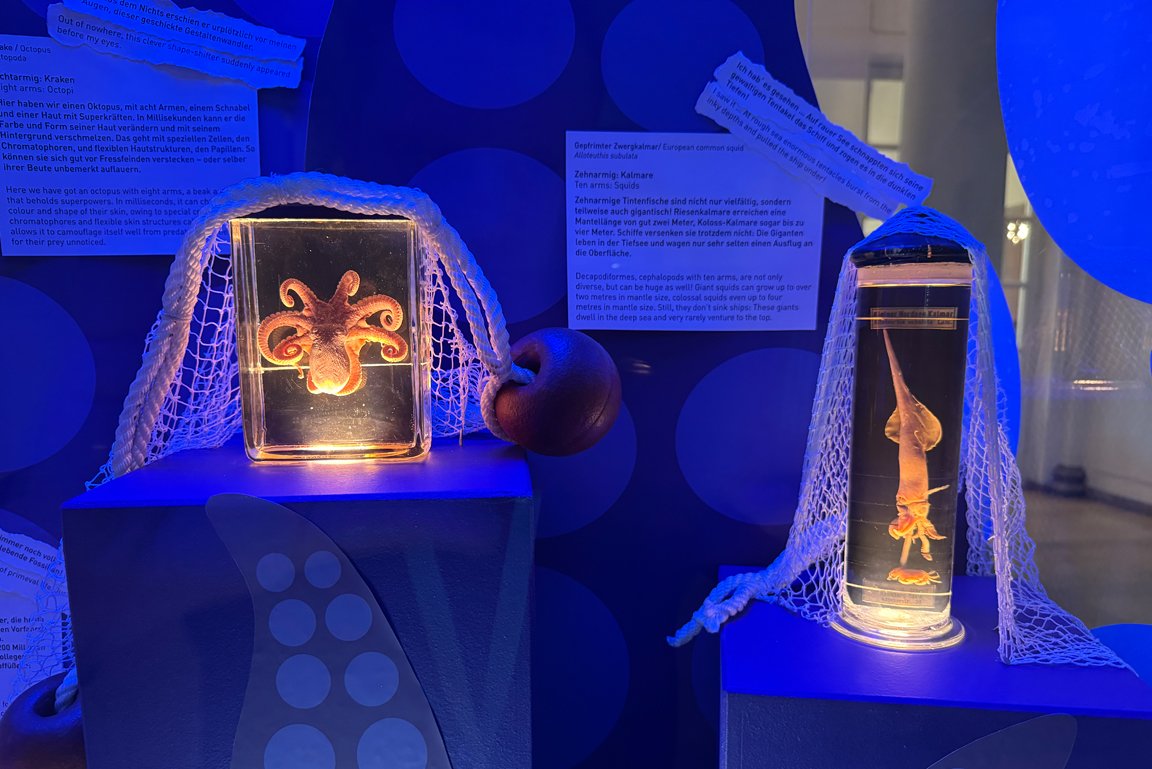 Ausstellungsobjekte Kraken und Oktopus