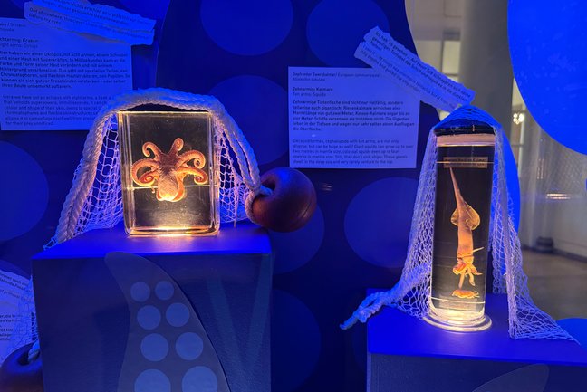 Ausstellungsobjekte Kraken und Oktopus
