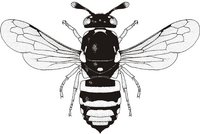 Logo 11. Hymenopteren-Tagung