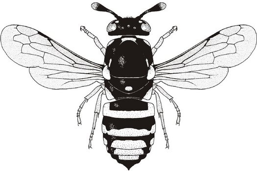 Logo 11. Hymenopteren-Tagung