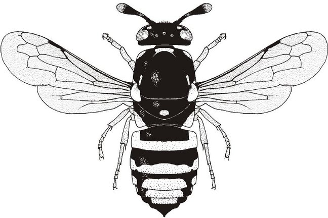 Logo 11. Hymenopteren-Tagung
