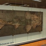 Fossil eines urzeitlichen Störs in der Ausstellung im Museum am Löwentor