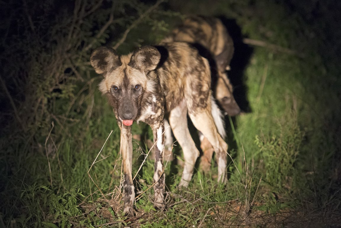 Afrikanischer Wildhund