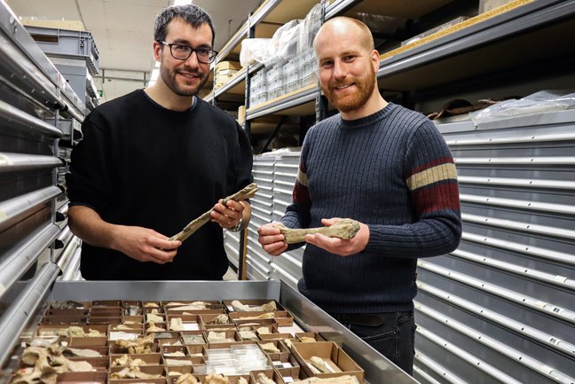 Zwei Wissenschaftler vor Schublade mit versteinerten Knochen