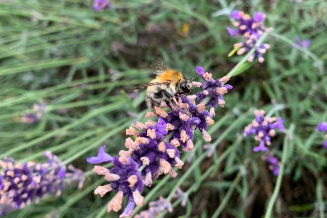 Hummel an Blütenstand