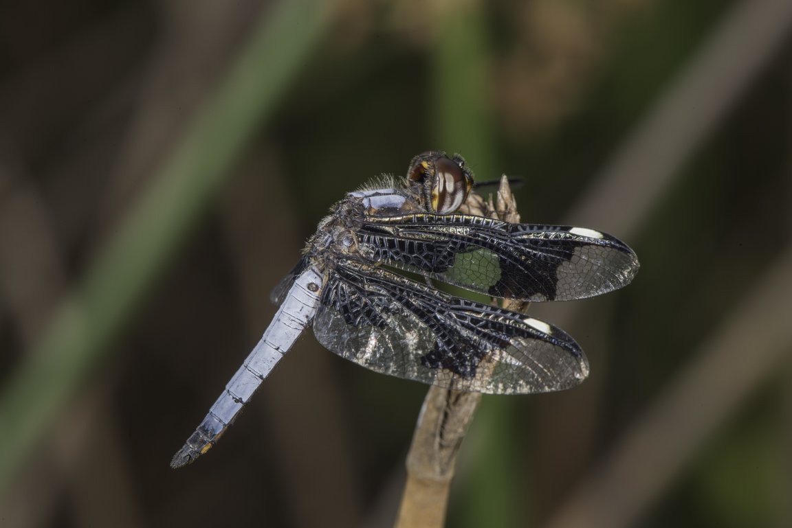 Palpopleura portia