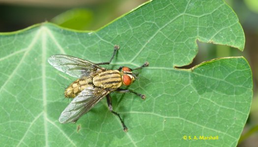 Fliege auf Blatt