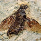 Fossil eines Hautflüglers