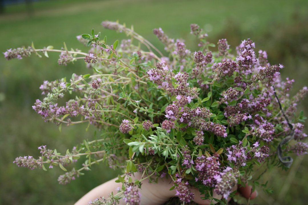 gepflückter Thymian-Strauß mit lila Blüten