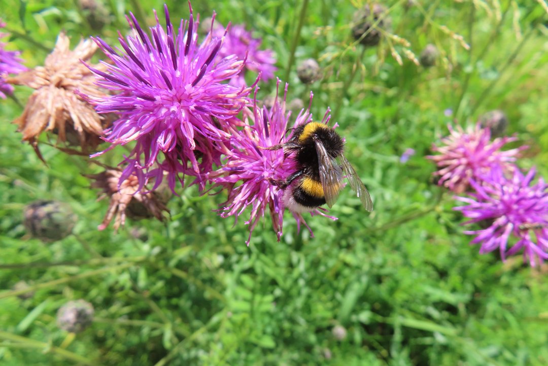 Erdhummel auf lila Flockenblume