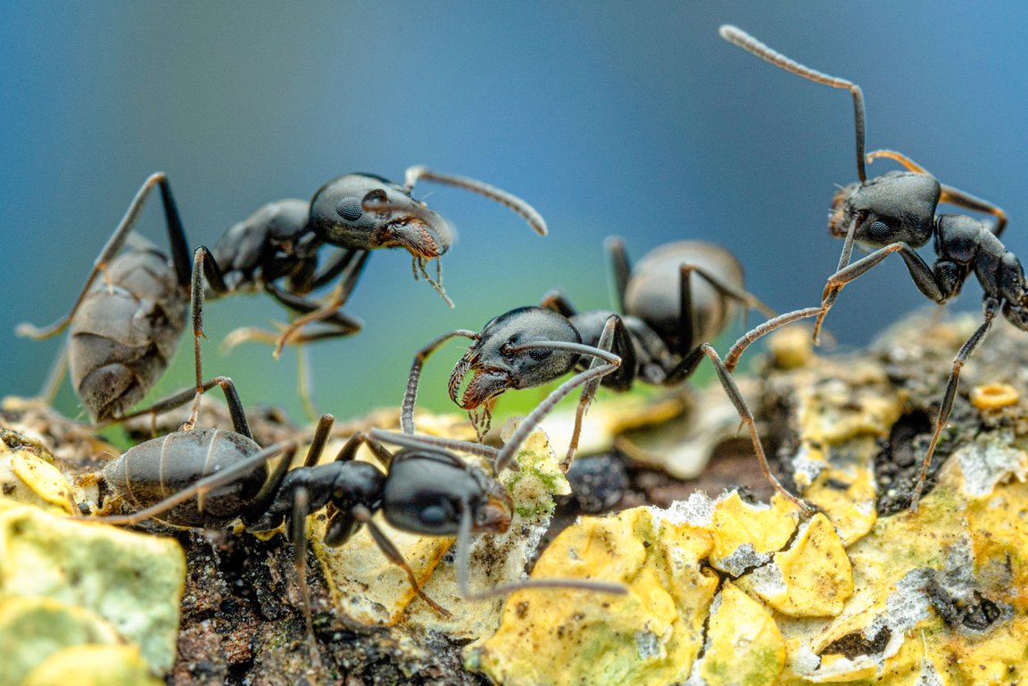 Mehrere Ameisen der Ameisenart Tapinoma magnum