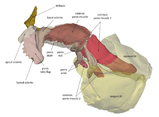 3D-Darstellung der Geschlechtsorgane einer männlichen Eintagsfliege