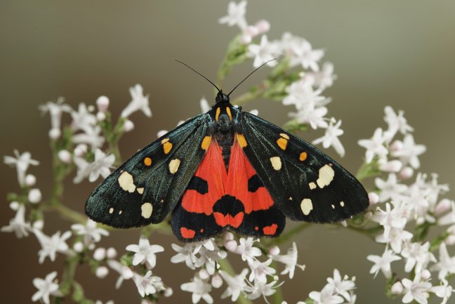 Schwarz-roter Schmetterling Callimorpha dominula